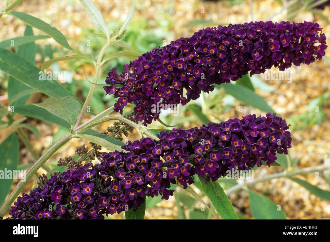 Buddleia Davidii Black Knight - View 9 from www redcrocus com