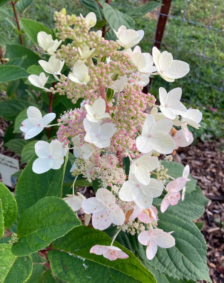 Hydrangea Paniculata 'tardiva' - View 10 from www redcrocus com