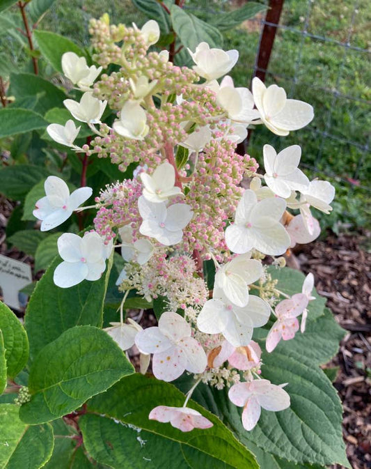 Hydrangea Paniculata 'tardiva' - View 10 from www redcrocus com
