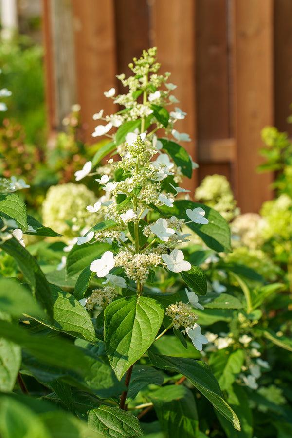 Hydrangea Paniculata 'tardiva' - View 13 from www redcrocus com
