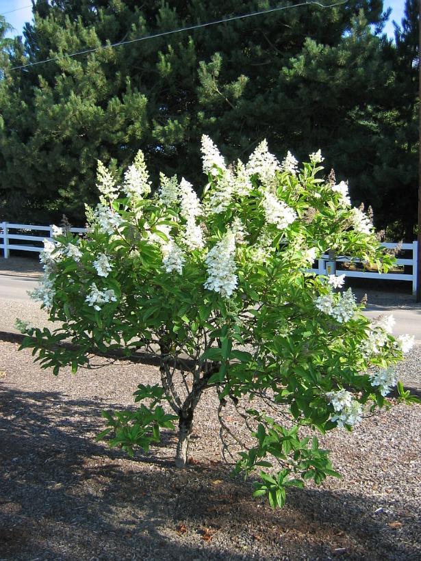 Hydrangea Paniculata 'tardiva' - View 15 from www redcrocus com