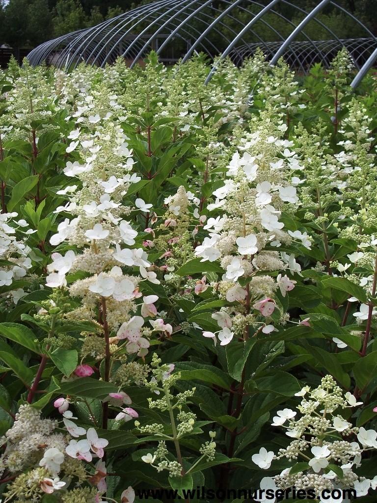 Hydrangea Paniculata 'tardiva' - View 16 from www redcrocus com