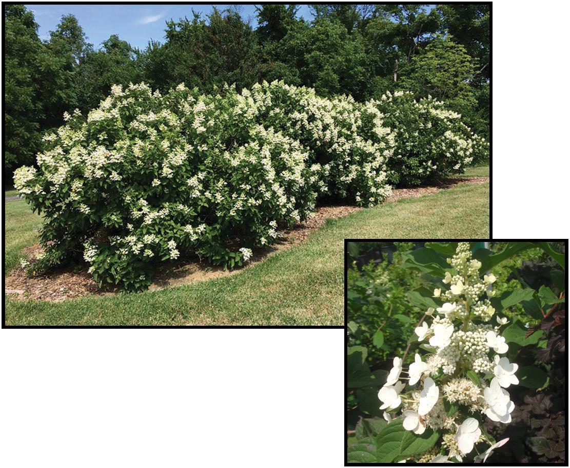 Hydrangea Paniculata 'tardiva' - View 19 from www redcrocus com