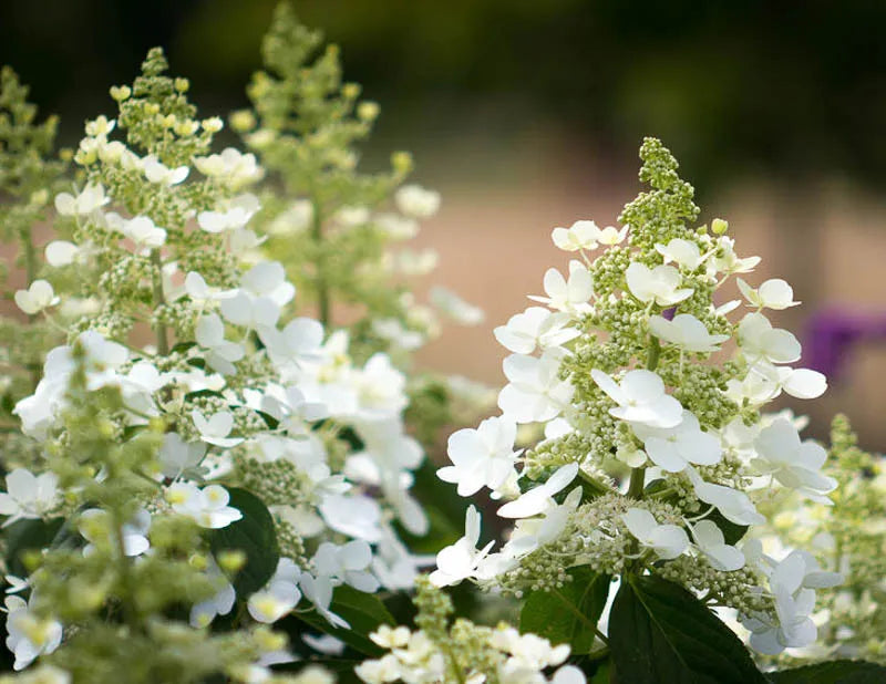Hydrangea Paniculata 'tardiva' - View 1 from www redcrocus com