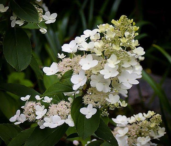 Hydrangea Paniculata 'tardiva' - View 20 from www redcrocus com