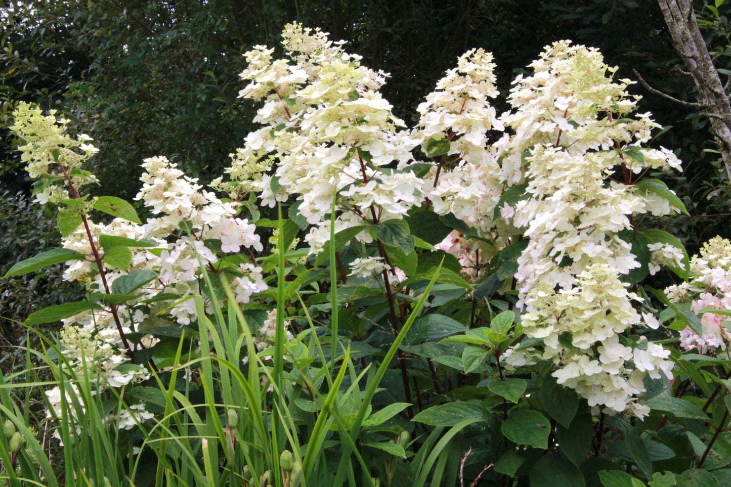 Hydrangea Paniculata 'tardiva' - View 24 from www redcrocus com