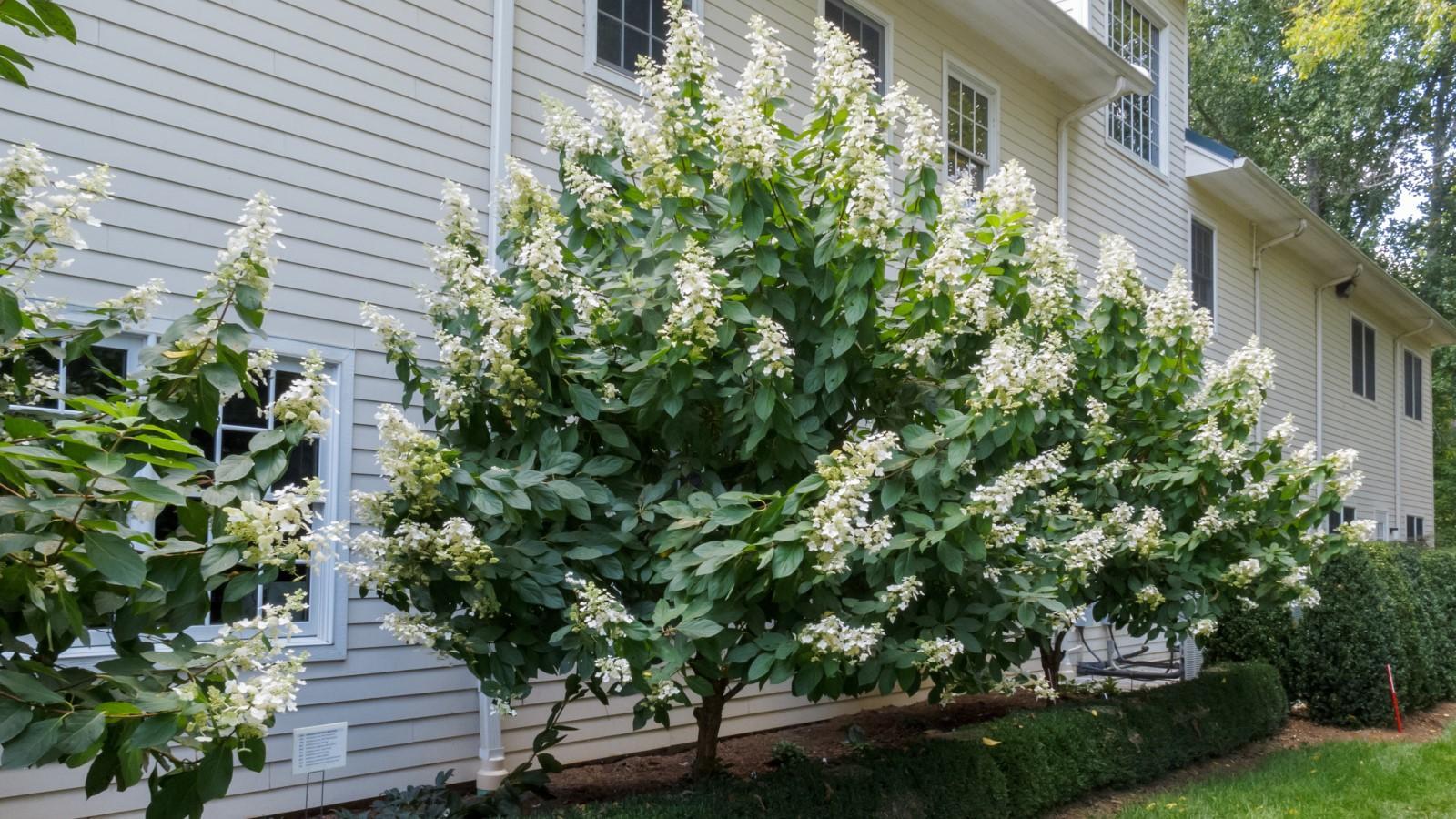 Hydrangea Paniculata 'tardiva' - View 25 from www redcrocus com