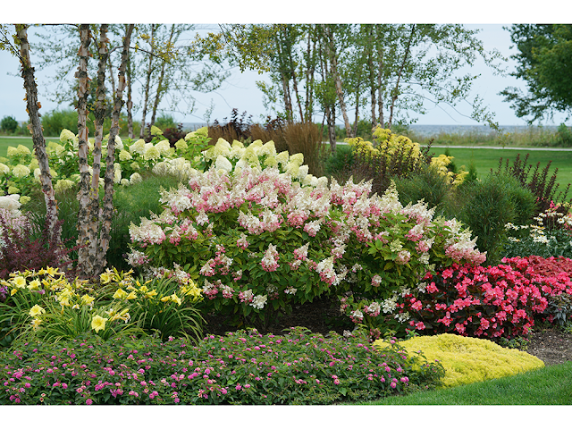 Hydrangea Paniculata 'tardiva' - View 27 from www redcrocus com