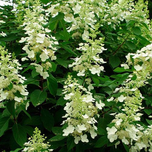 Hydrangea Paniculata 'tardiva' - View 2 from www redcrocus com
