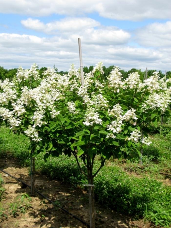 Hydrangea Paniculata 'tardiva' - View 30 from www redcrocus com