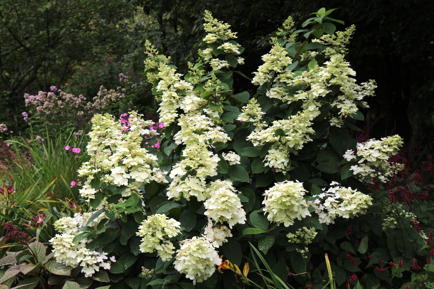 Hydrangea Paniculata 'tardiva' - View 31 from www redcrocus com