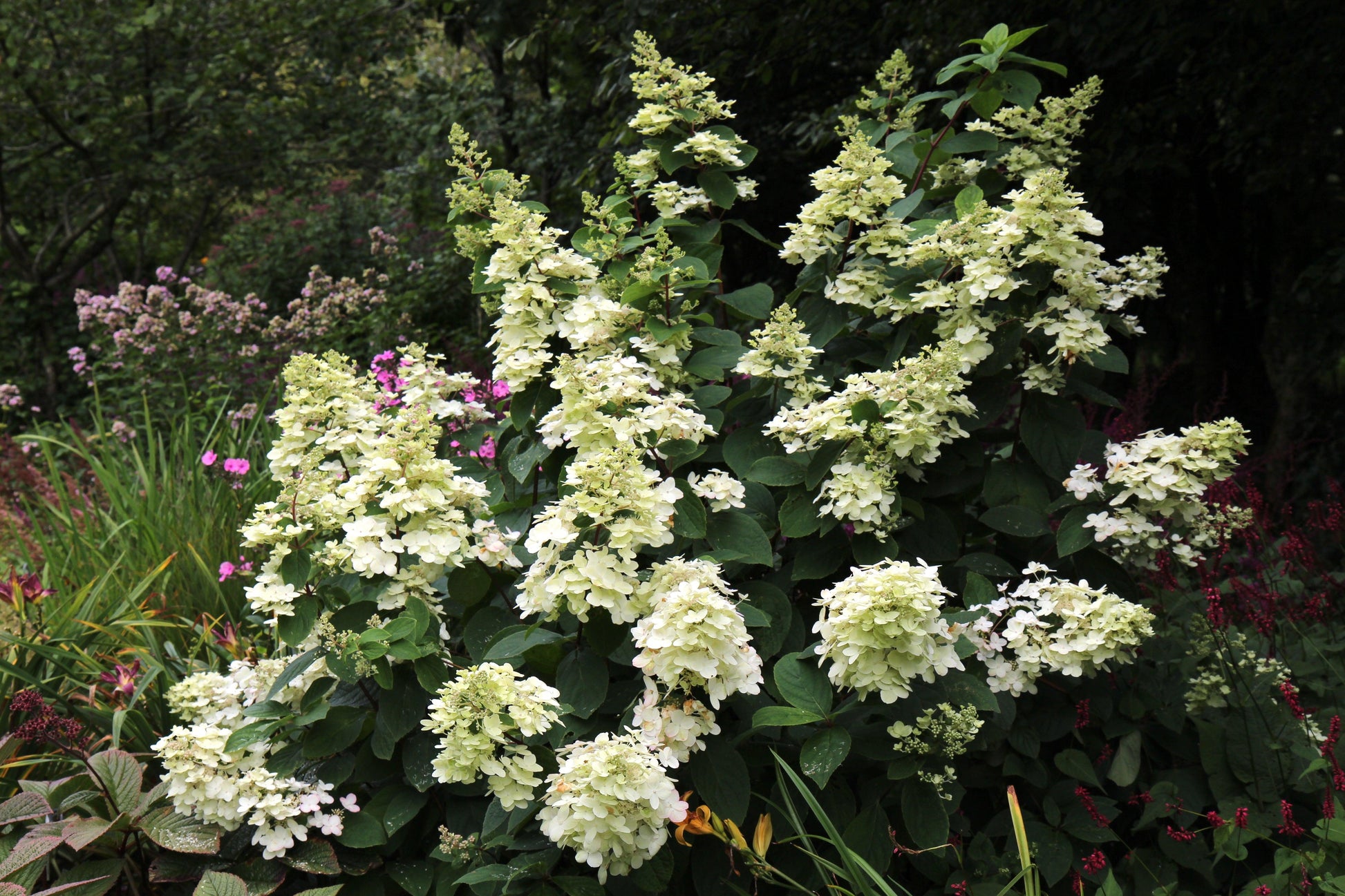 Hydrangea Paniculata 'tardiva' - View 31 from www redcrocus com