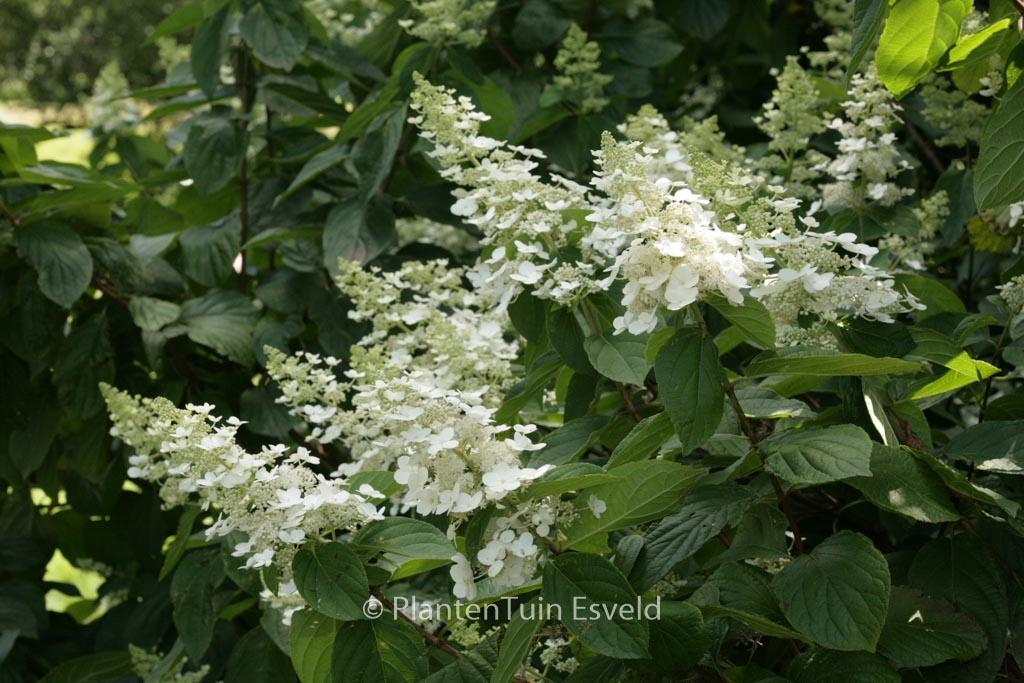 Hydrangea Paniculata 'tardiva' - View 32 from www redcrocus com