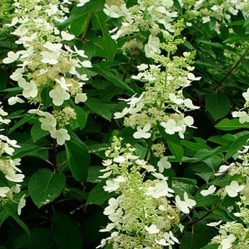 Hydrangea Paniculata 'tardiva' - View 33 from www redcrocus com