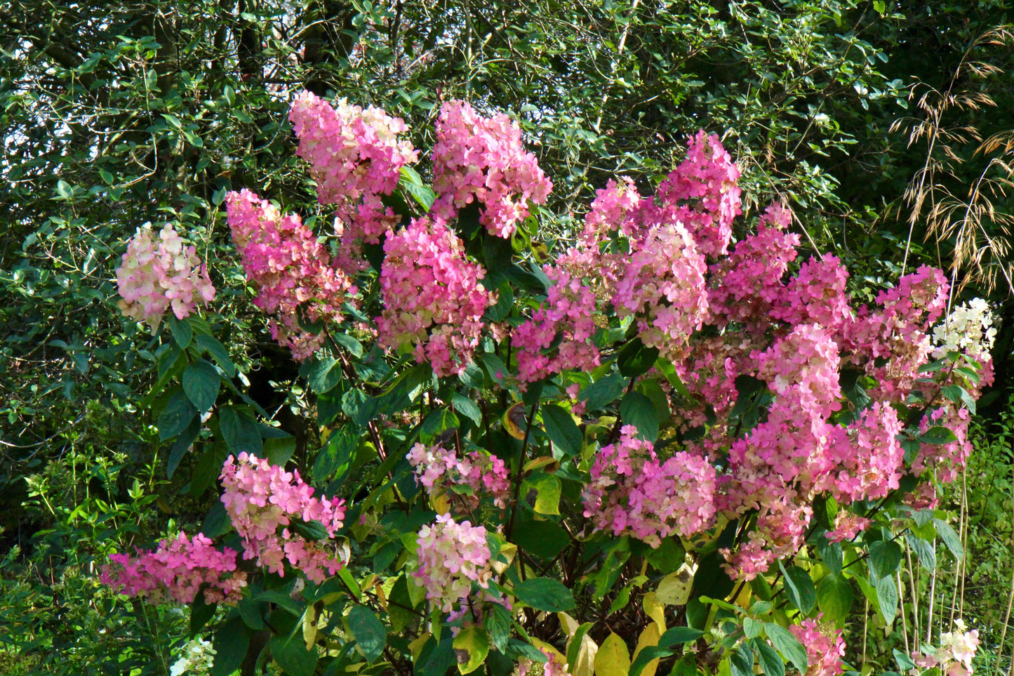 Hydrangea Paniculata 'tardiva' - View 35 from www redcrocus com