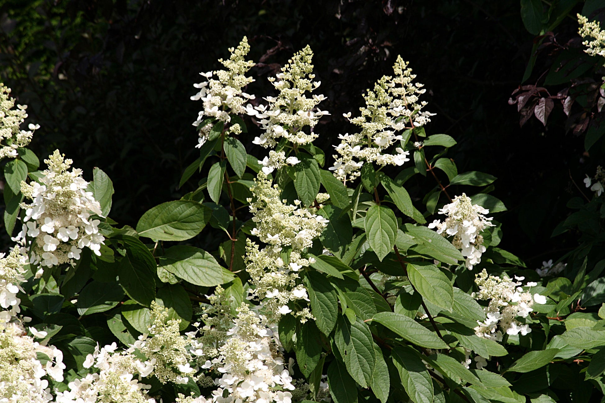 Hydrangea Paniculata 'tardiva' - View 38 from www redcrocus com