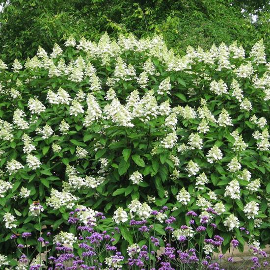 Hydrangea Paniculata 'tardiva' - View 39 from www redcrocus com