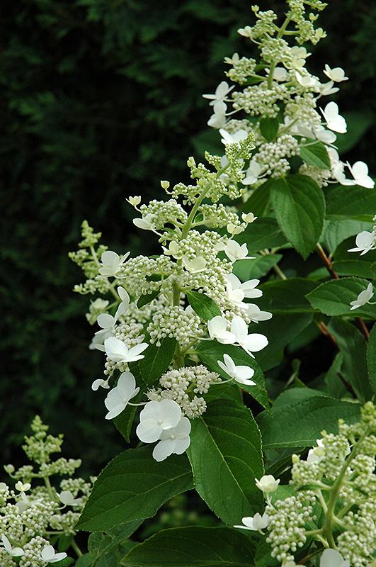 Hydrangea Paniculata 'tardiva' - View 9 from www redcrocus com