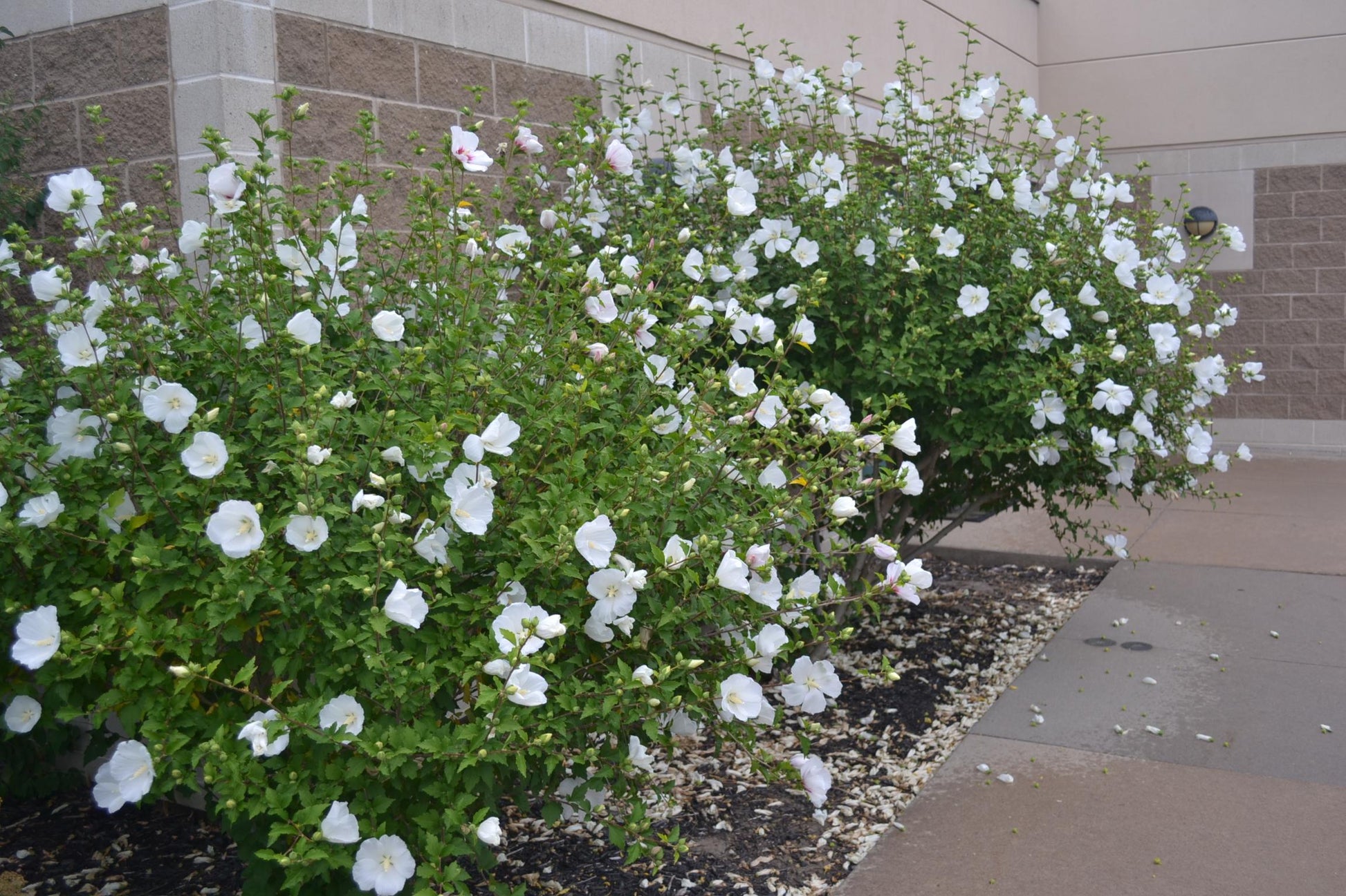 Hibiscus Syriacus Diana - View 1 from www redcrocus com