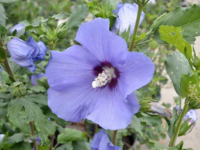 Hibiscus Syriacus Minerva - View 11 from www redcrocus com