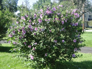 Hibiscus Syriacus Minerva - View 12 from www redcrocus com