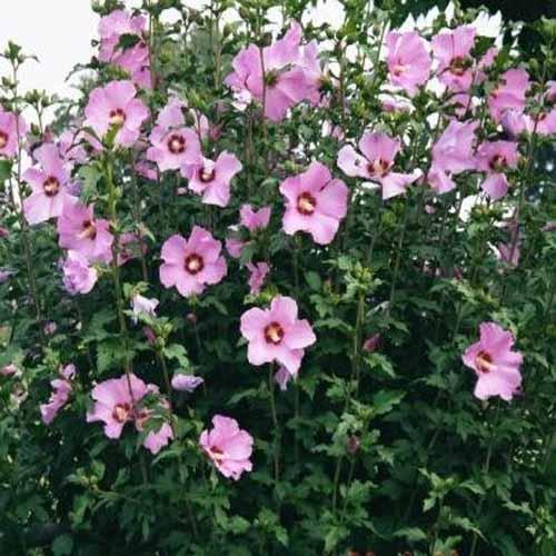 Hibiscus Syriacus Minerva - View 12 from www redcrocus com