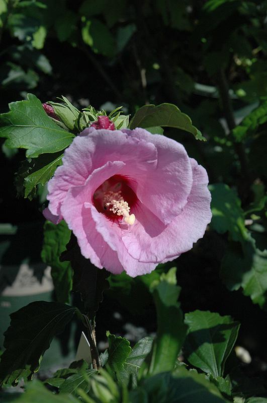 Hibiscus Syriacus Minerva - View 14 from www redcrocus com