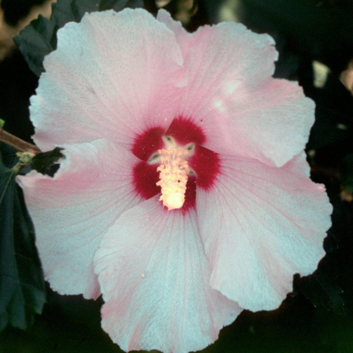 Hibiscus Syriacus Minerva - View 15 from www redcrocus com