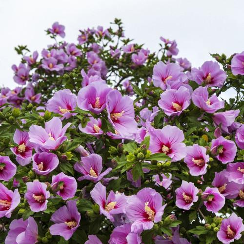 Hibiscus Syriacus Minerva - View 2 from www redcrocus com
