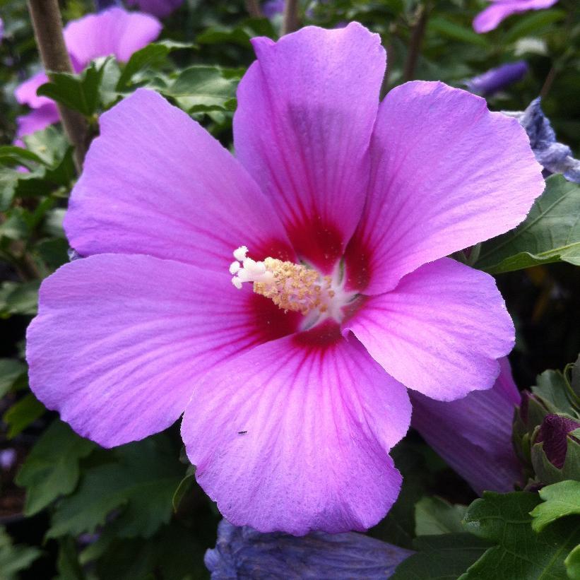 Hibiscus Syriacus Minerva - View 3 from www redcrocus com