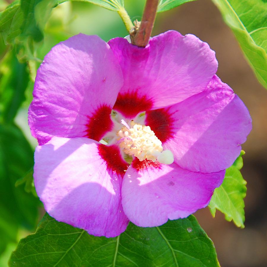 Hibiscus Syriacus Minerva - View 4 from www redcrocus com