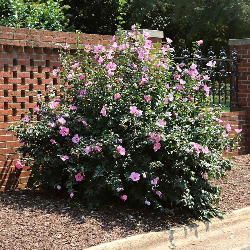 Hibiscus Syriacus Minerva - View 5 from www redcrocus com