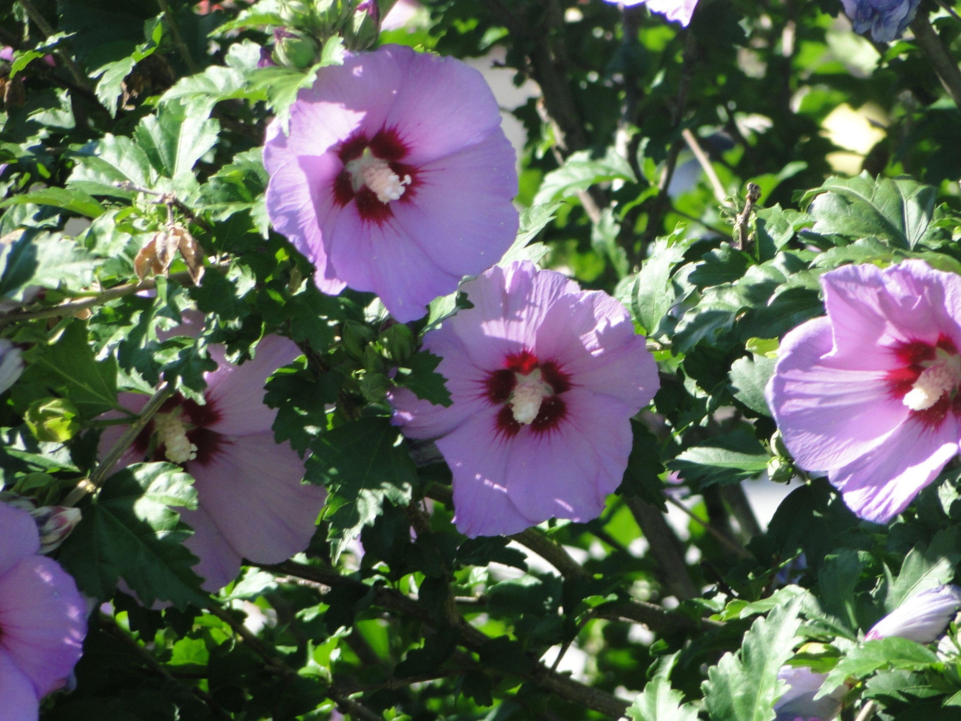 Hibiscus Syriacus Minerva - View 6 from www redcrocus com