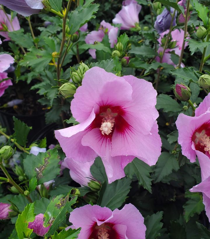 Hibiscus Syriacus Minerva - View 7 from www redcrocus com