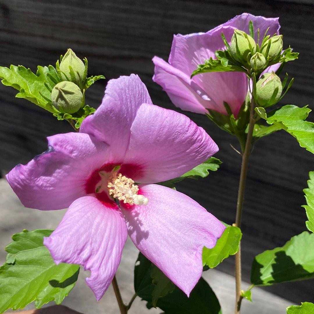 Hibiscus Syriacus Minerva - View 9 from www redcrocus com