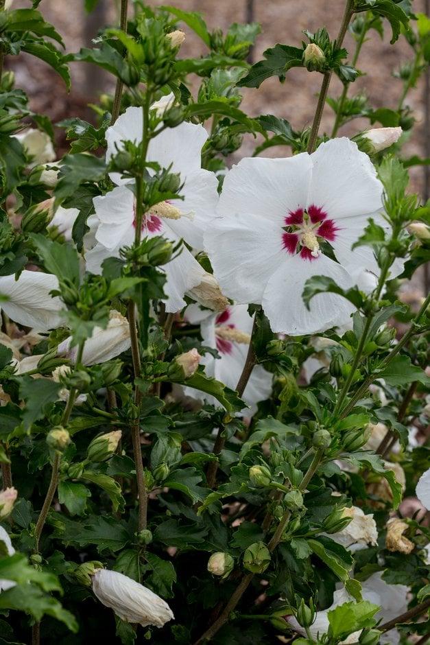 Hibiscus Syriacus Red Heart - View 12 from www redcrocus com