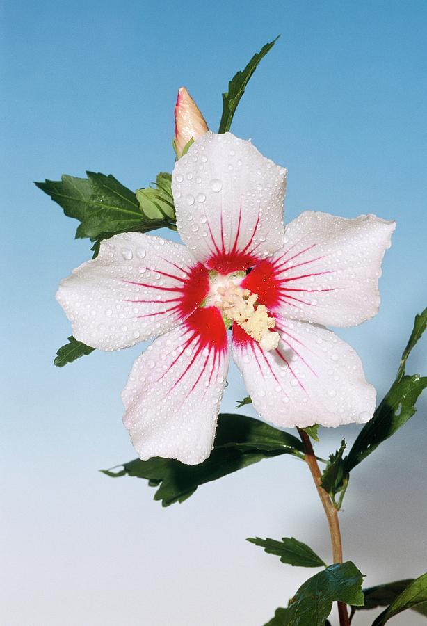 Hibiscus Syriacus Red Heart - View 17 from www redcrocus com