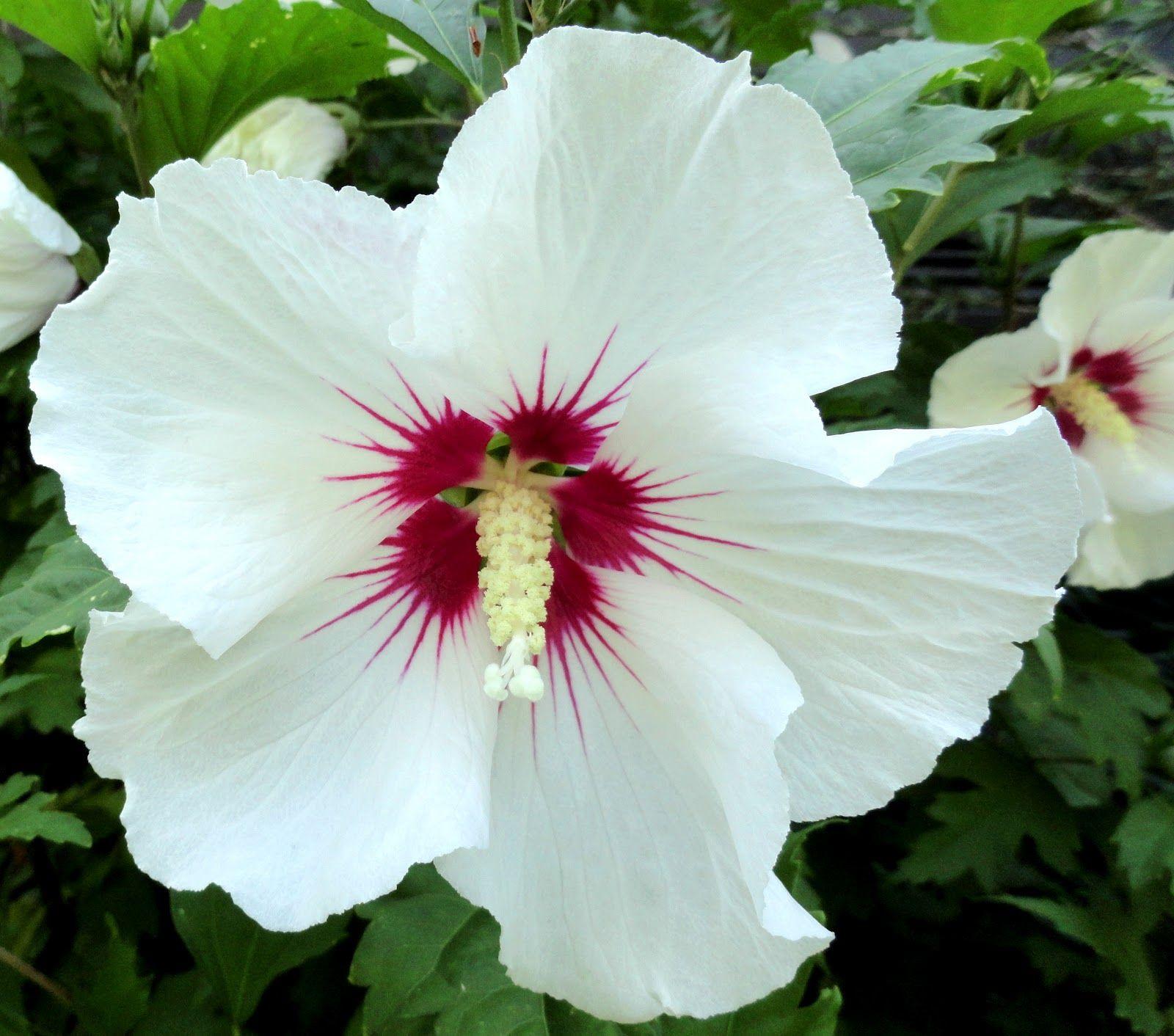 Hibiscus Syriacus Red Heart - View 20 from www redcrocus com