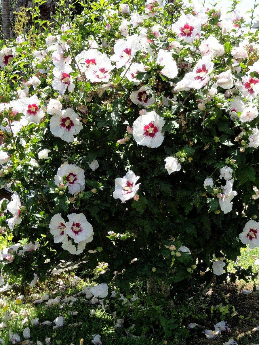 Hibiscus Syriacus Red Heart - View 3 from www redcrocus com