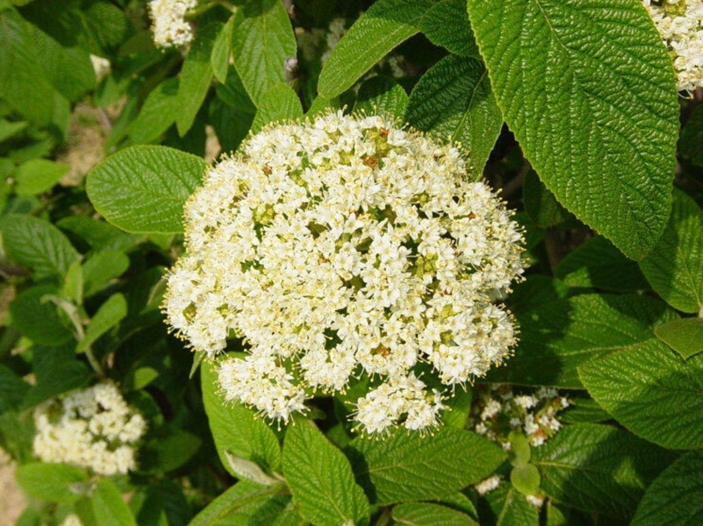 Viburnum Rhytidophylloides Alleghany - View 6 from www redcrocus com