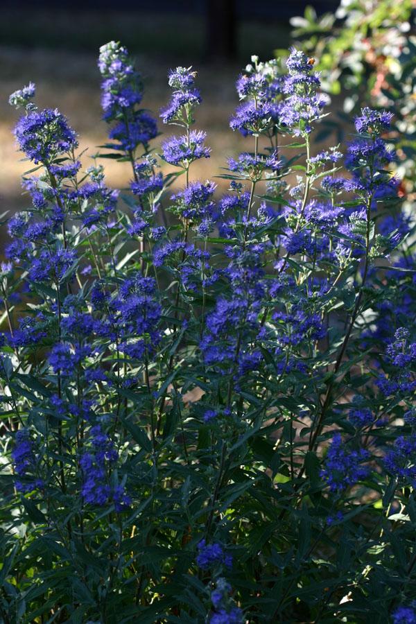 Caryopteris X Clandonensis Dark Knight - View 17 from www redcrocus com