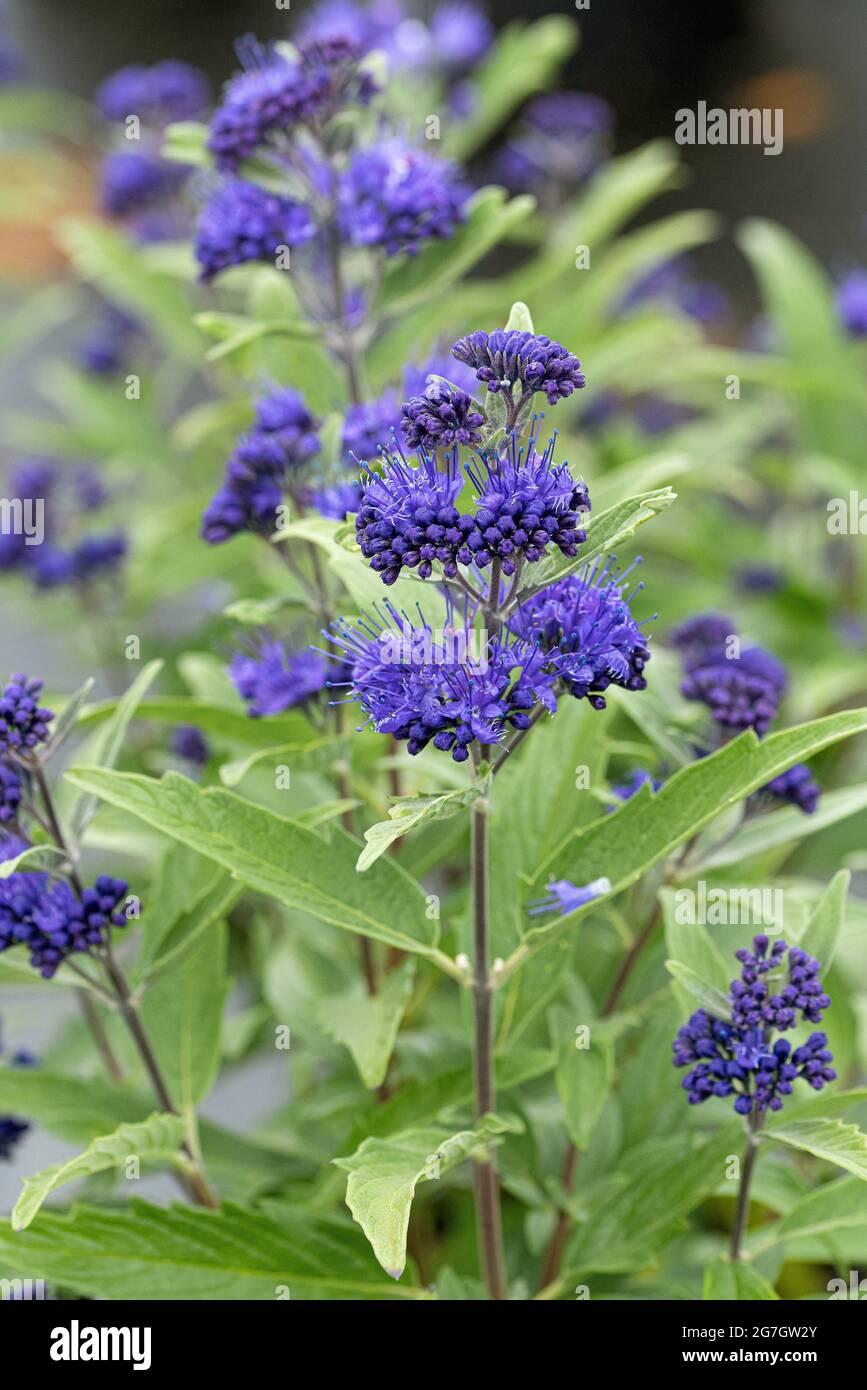 Caryopteris X Clandonensis Dark Knight - View 18 from www redcrocus com