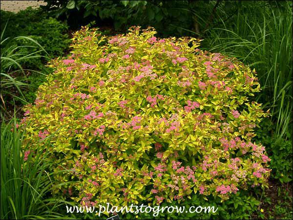 Spirea Bumalda 'limemound' - View 10 from www redcrocus com