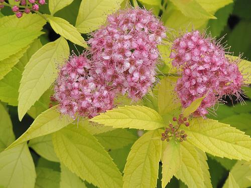 Spirea Bumalda 'limemound' - View 12 from www redcrocus com