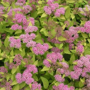 Spirea Bumalda 'limemound' - View 14 from www redcrocus com