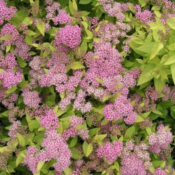 Spirea Bumalda 'limemound' - View 15 from www redcrocus com