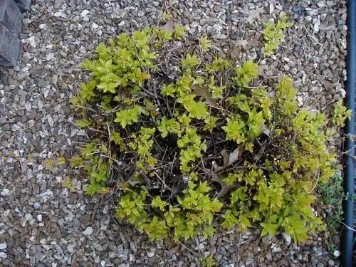 Spirea Bumalda 'limemound' - View 17 from www redcrocus com