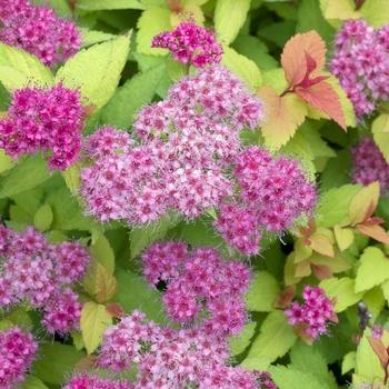Spirea Bumalda 'limemound' - View 19 from www redcrocus com