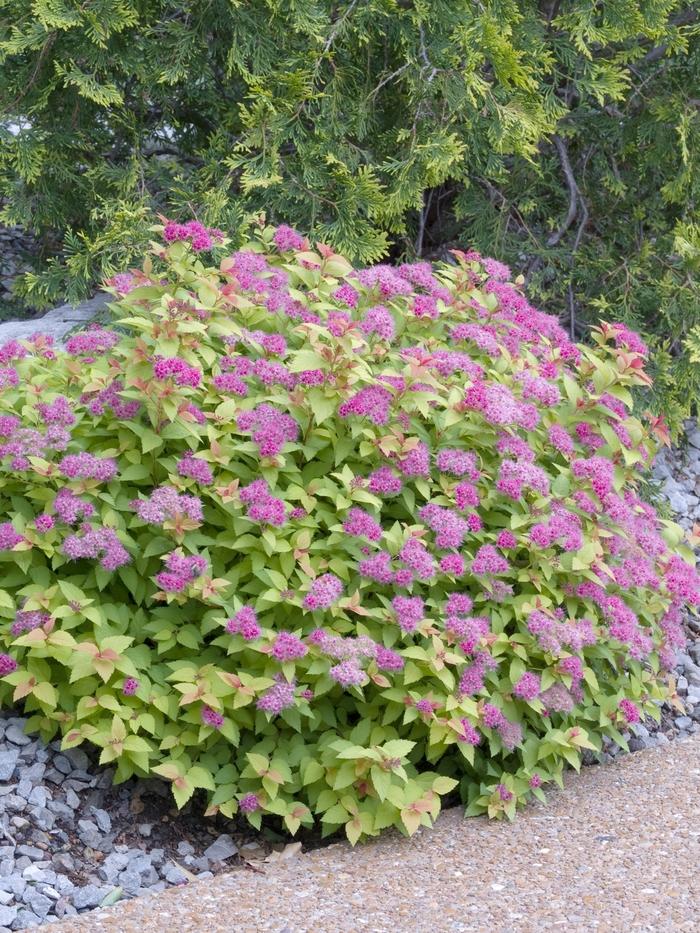 Spirea Bumalda 'limemound' - View 1 from www redcrocus com