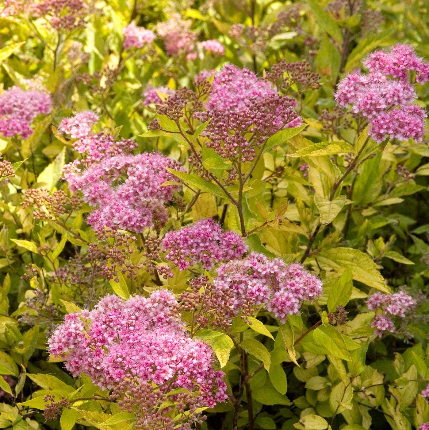 Spirea Bumalda 'limemound' - View 20 from www redcrocus com